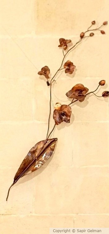 orchidea