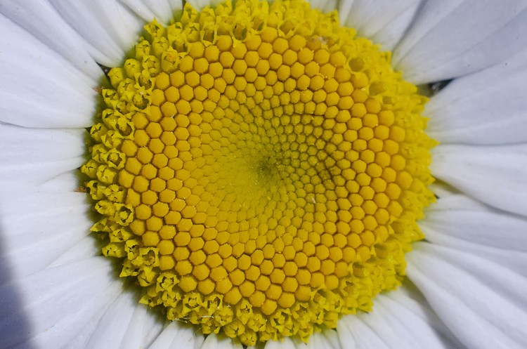 Daisy