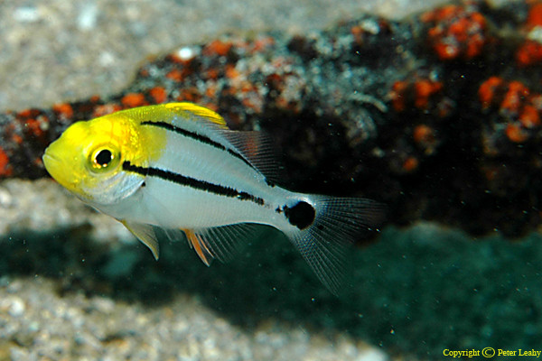 Juvenille Porkfish
