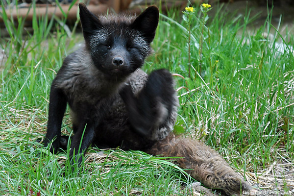Scratch An Itch