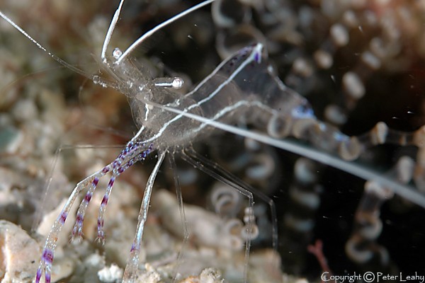 Pedersen's CLeaning Shrimp