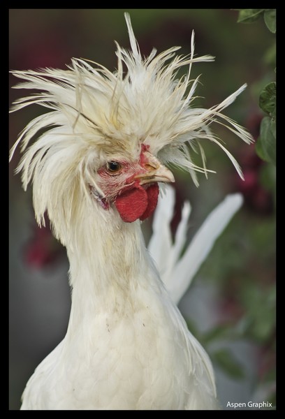 Funky Chicken