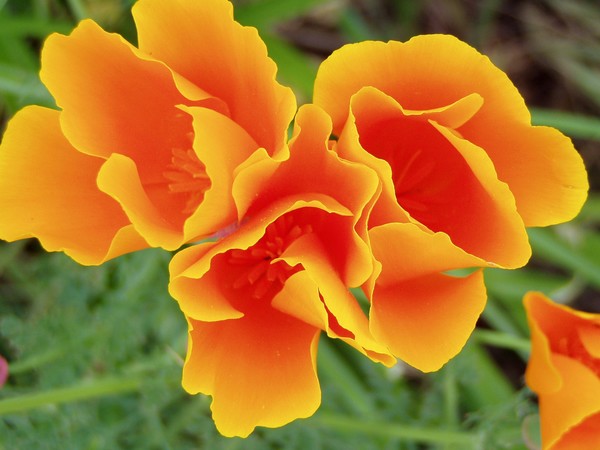 California Poppies