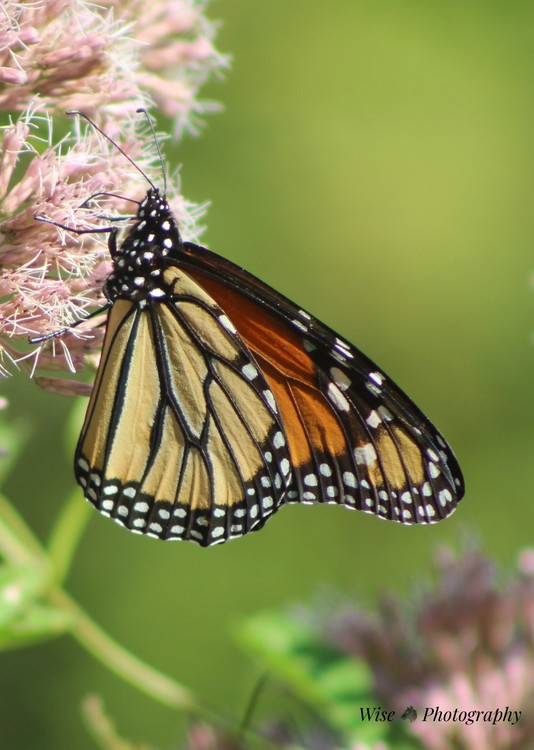 Butterfly- 1