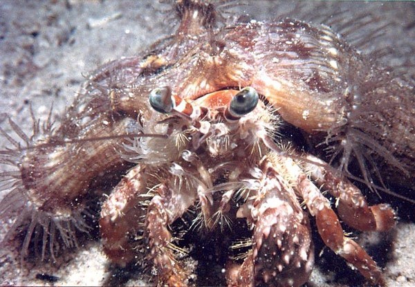 Blue-eyed crab