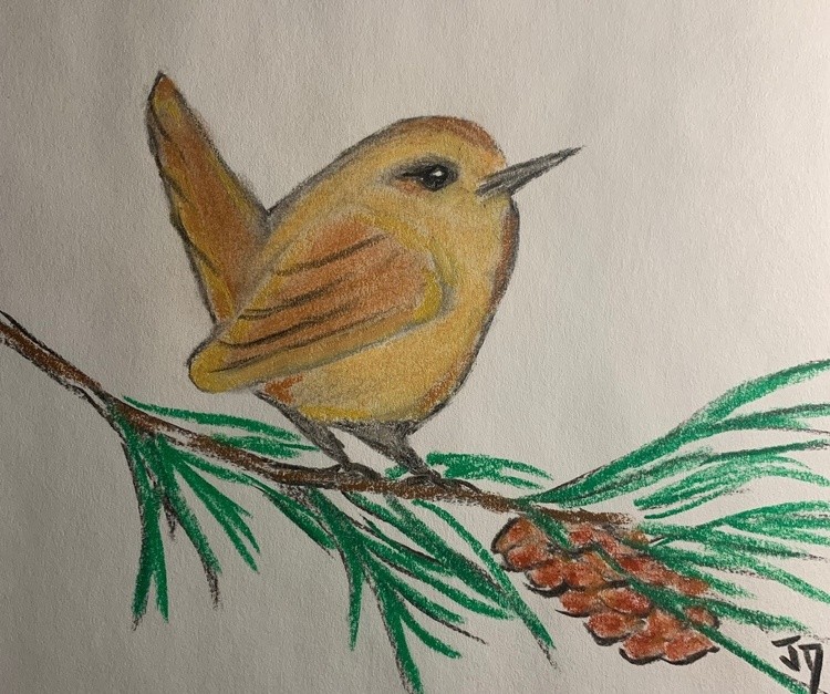 New Bird tonight (2)