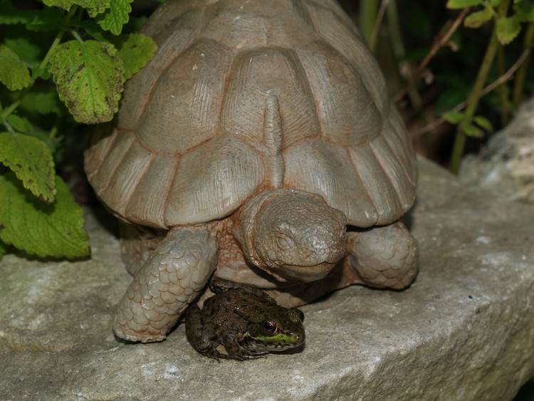 Tortoise and frog