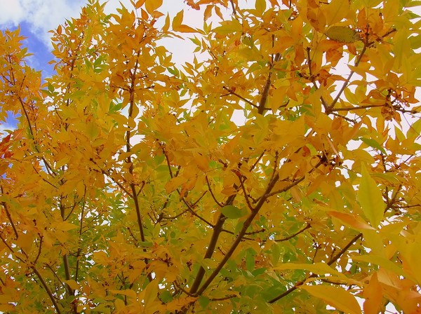 Dreaming  In Color