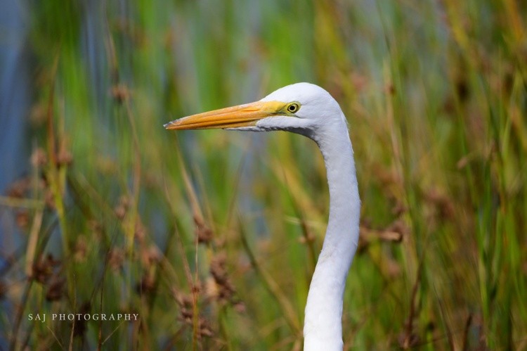 Great Egret