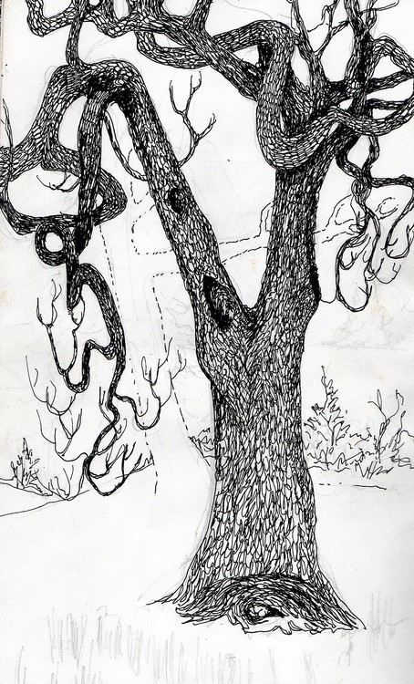 old tree