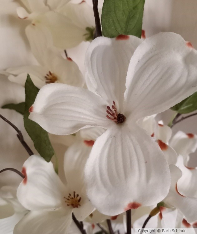 From the Cornus/Dogwood family