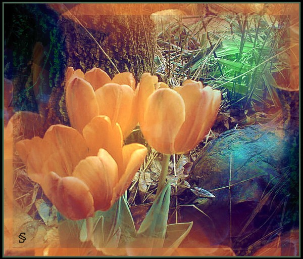 ...tulips for Daisy : )