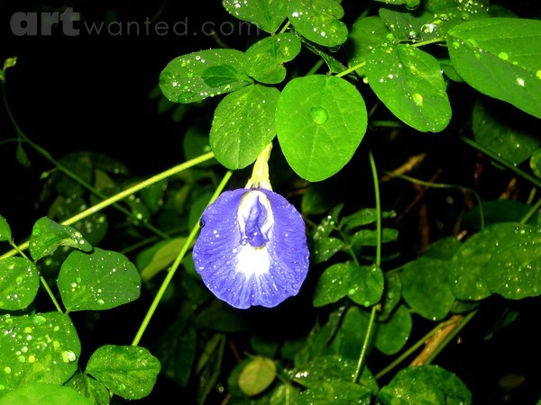 Blue Berry