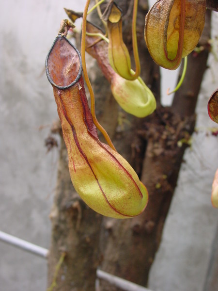 Pitcher Plant