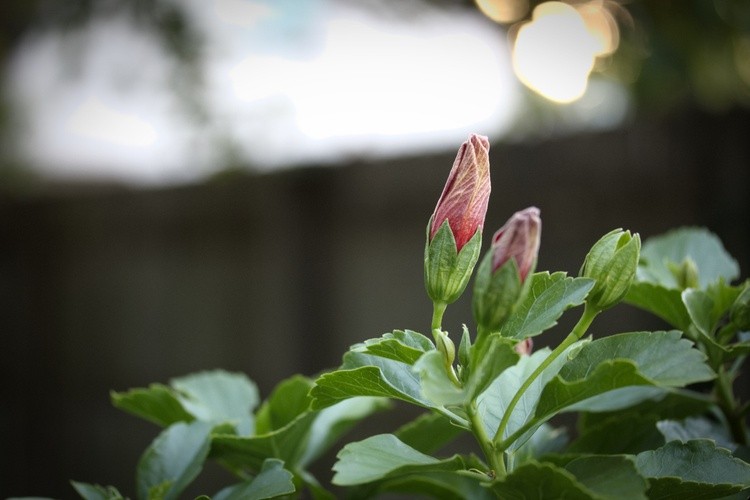 Waiting To Bloom
