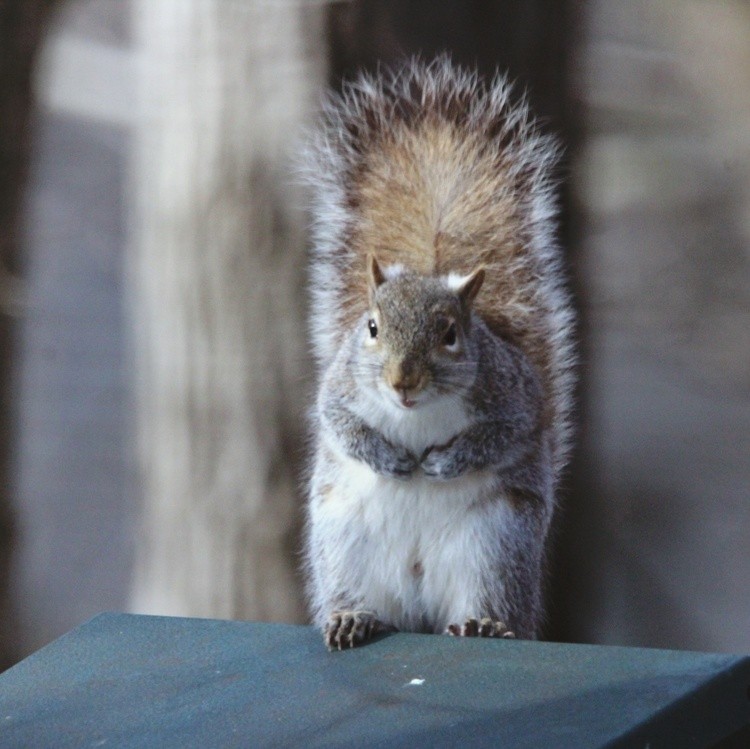 Squirrel