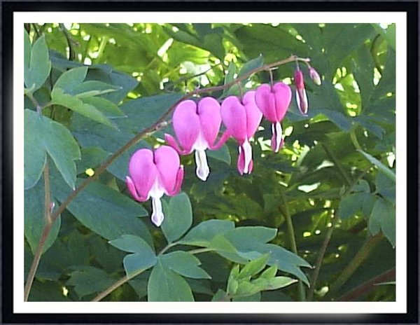 Bleeding Hearts