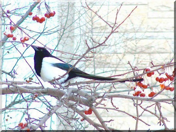 Magpie frozen treats