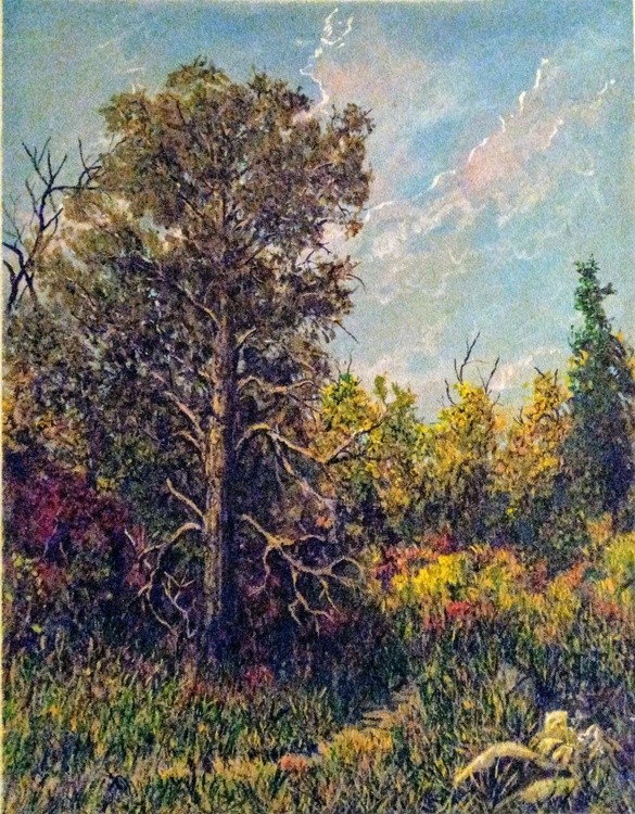Old pine tree