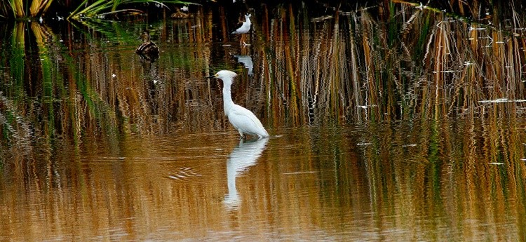 Snowy Egret in Marsh