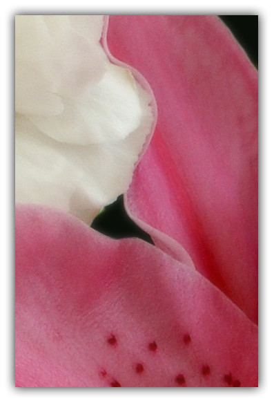 Petals