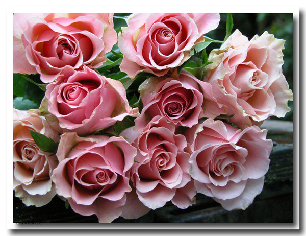 Weekend roses