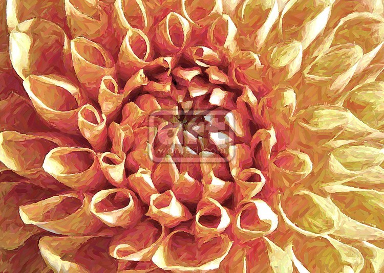 Cream Dahlia
