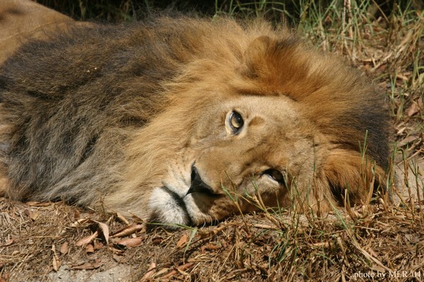 resting Lion