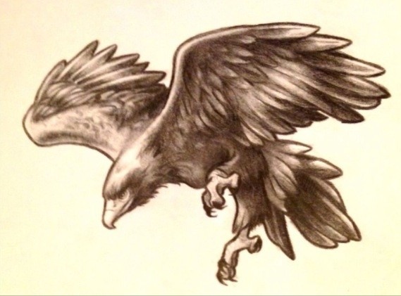 Wedge Tailed Eagle