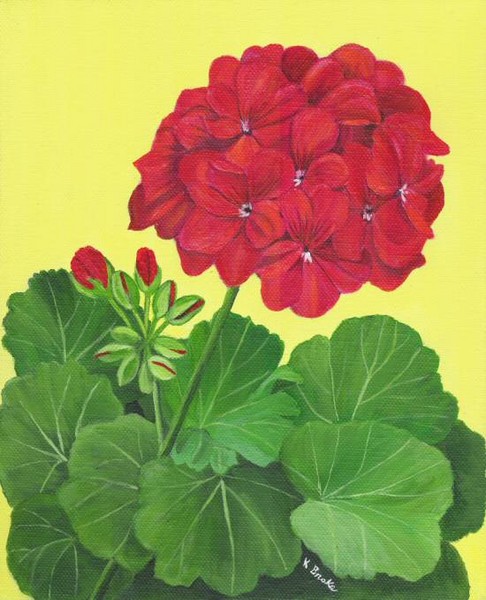 Red Geraniums