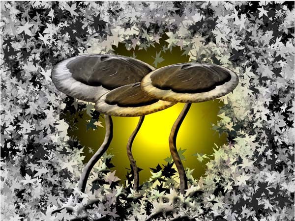 Mushrooms