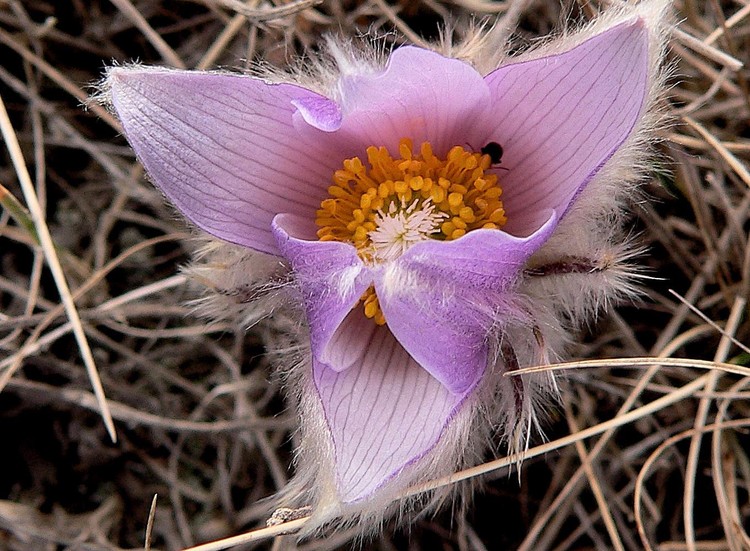 Crocus Hunt