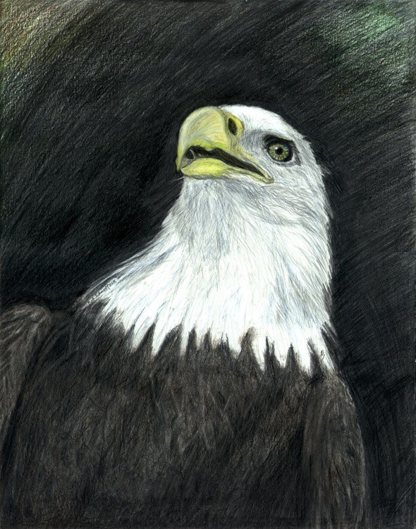 San Diego Bald Eagle
