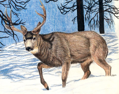 Winter Stroll