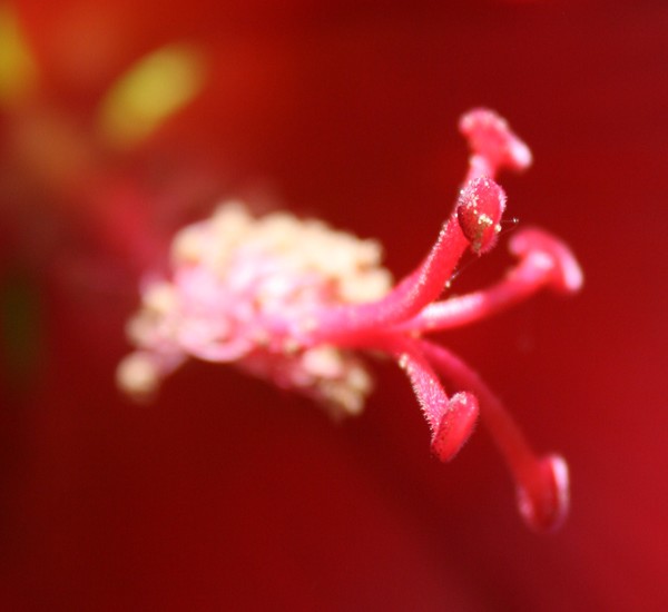 Red Hibiscus Abstract