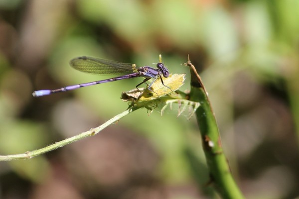 Damsel