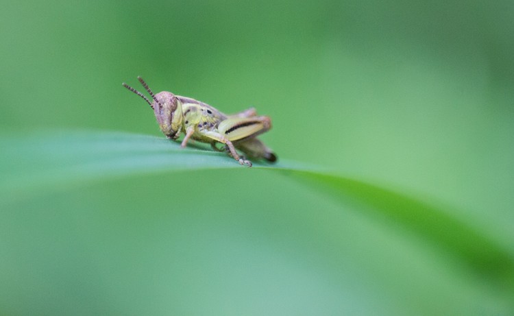 Tiny Hops 2