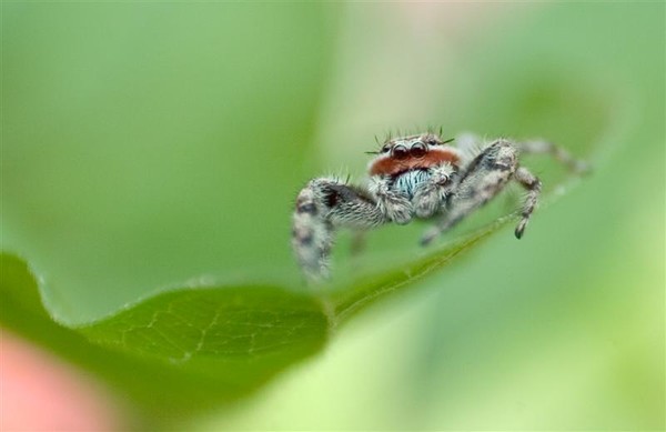 Jumping Spider