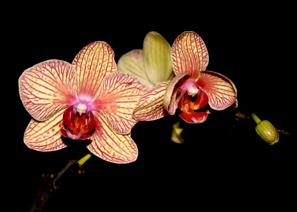 Orchids