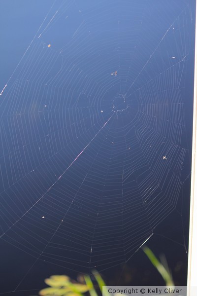 Web on Water