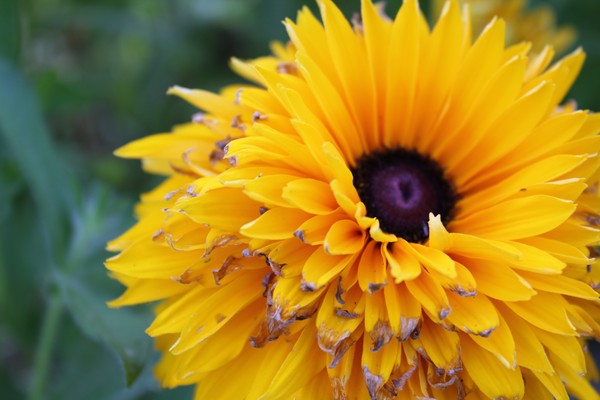 Fuzzy Susan?