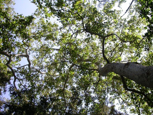 Canopy I