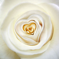 HerzRose