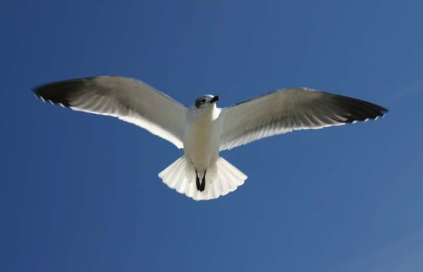 Seagull