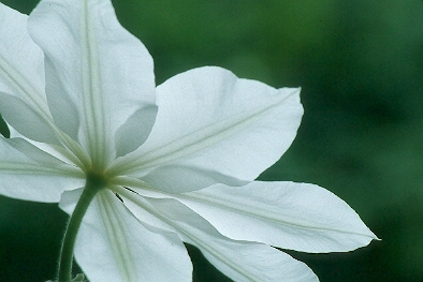 Henryii Clematis - GV001050