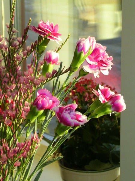 pink on your birthday