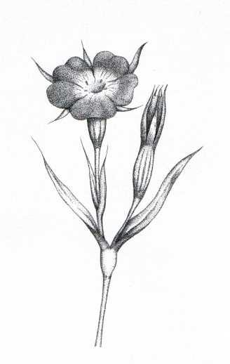 Corn cockle
