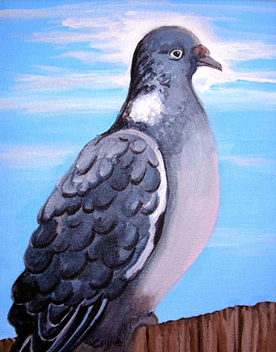 Gray Pigeon