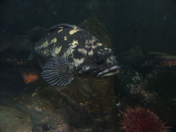 Aquatic-66