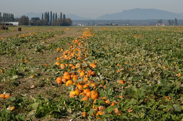 Autumn Pumpkins